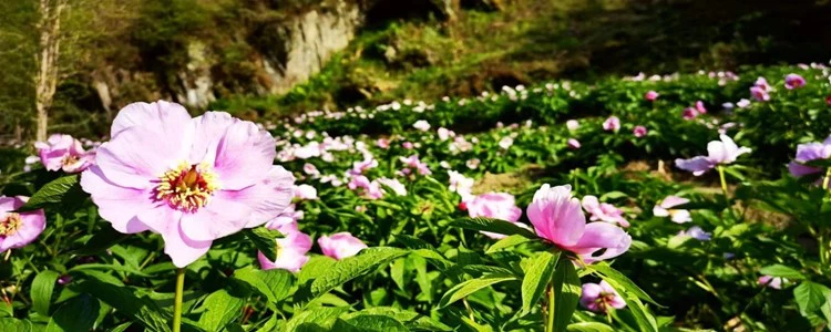 Paeonia Rubra.png